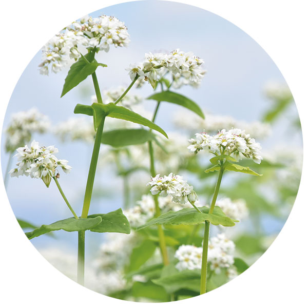 buchweizen-blueten-kreis